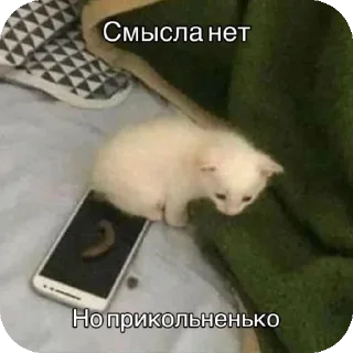 🐱 emoji На все случаи жизни Telegram sticker 21 of 120