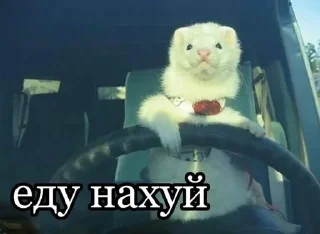 🤝 emoji я добрая Telegram sticker 17 of 59