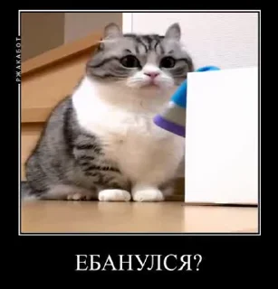🤬 emoji Гифки с Комару Telegram sticker 14 of 50