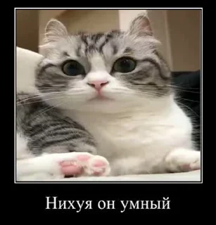 🤯 emoji Гифки с Комару Telegram sticker 19 of 50