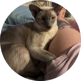 🐈 emoji kanonronetta @vilka_vkilka Telegram sticker 6 of 50