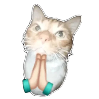 🙏 emoji Соня дура Telegram sticker 6 of 80