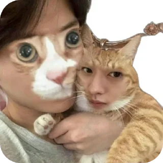 🐱 emoji minho stickers Telegram sticker 4 of 10
