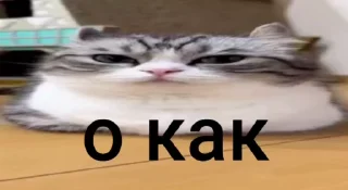 👍 emoji CatsMeme Telegram sticker 16 of 91