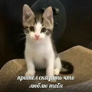 ❤️ emoji стиеры от евульки феликси Telegram sticker 10 of 20