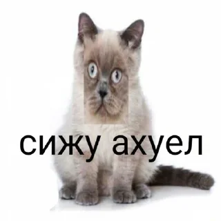 👤 emoji pinterest... Telegram sticker 16 of 76