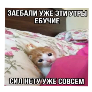 👍 emoji КоТиКи и не только от @ShisunShen Telegram sticker 23 of 52