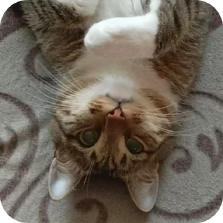 🐱 emoji КоТиКи и не только от @ShisunShen Telegram sticker 13 of 52
