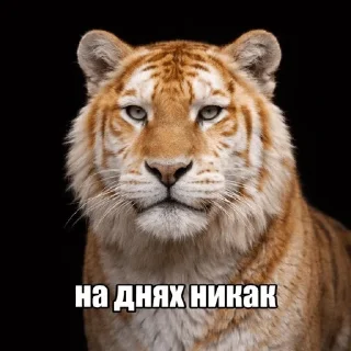Sticker from Дикие кошки | marty