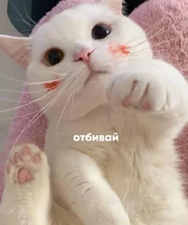 Sticker from кошки могут.