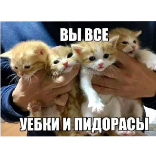 🐱 emoji КоТиКи и не только от @ShisunShen Telegram sticker 21 of 52