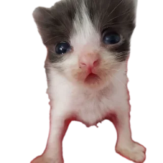 🐱 emoji КоТиКи и не только от @ShisunShen Telegram sticker 15 of 52