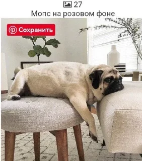 😞 emoji Мопсики смешные by @RiVVanchik Telegram sticker 6 of 22