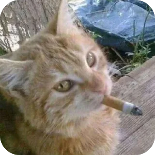 🐱 emoji badubian regime Telegram sticker 5 of 66