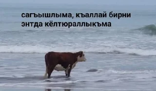 😫 emoji вк @karachmemes Telegram sticker 1 of 55