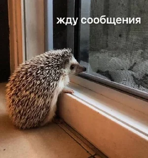🦔 emoji кульпин на связи Telegram sticker 20 of 22