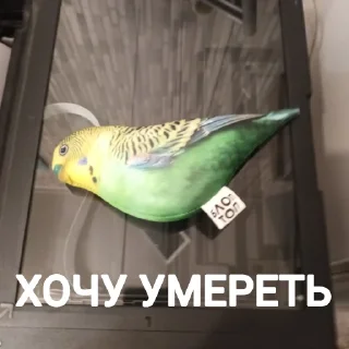 ⚰️ emoji Попуга @bloptop Telegram sticker 16 of 21