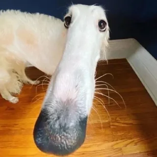 Sticker from borzoi
