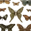 🦋 emoji @aestheticaemoji goblincore Telegram sticker 13 of 147