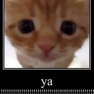 🐈 emoji котейки Telegram sticker 14 of 16