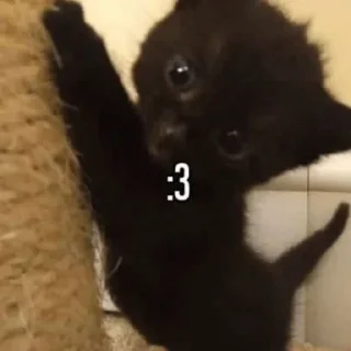 🐈 emoji котейки Telegram sticker 16 of 16