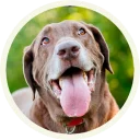 Sticker from 🐾 Лабрадоры-шоколадки @lennysticker