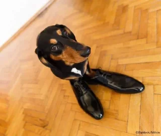 🤨 emoji сосиски Telegram sticker 7 of 35