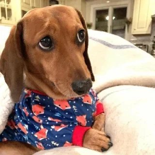 🥺 emoji сосиски Telegram sticker 15 of 35