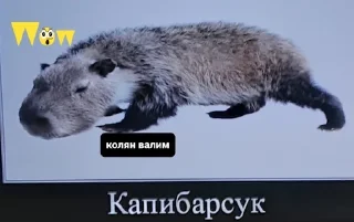 🌟 emoji Капибари мутанти🫡 Telegram sticker 2 of 22