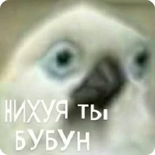 🦜 emoji Bullshit Pack 2 Telegram sticker 18 of 120