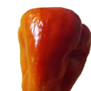 🌶 emoji Автор @Bolgarciy1perchik Telegram sticker 23 of 47
