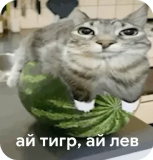 🤟 emoji Для супер важных переговоров Telegram sticker 18 of 24
