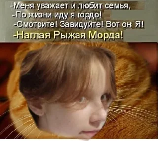 👀 emoji Мемы с котами Telegram sticker 18 of 40