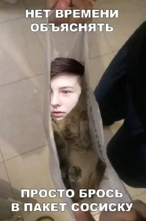 🧑‍🍼 emoji Мемы с котами Telegram sticker 21 of 40