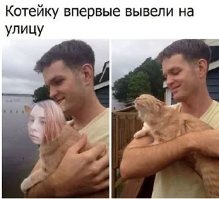 🫂 emoji Мемы с котами Telegram sticker 20 of 40