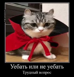 🤨 emoji Гифки с Комару Telegram sticker 20 of 50