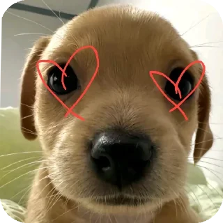 Sticker from puppy