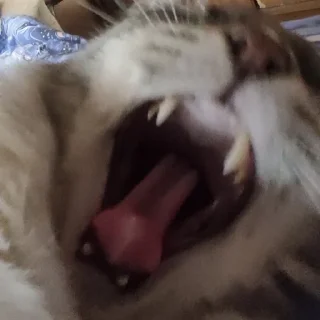Sticker from котик писятдва