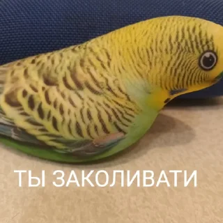 Sticker from Попуга @bloptop