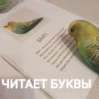📖 emoji Попуга @bloptop Telegram sticker 13 of 21