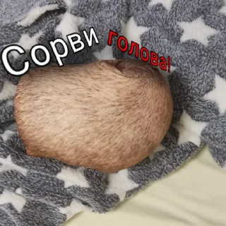 🪓 emoji Капибара @bloptop Telegram sticker 11 of 33