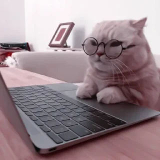 🐈 emoji 🐈’ 𝖼𝖺𝗍𝗌 @sunoowo Telegram sticker 11 of 40