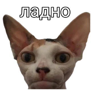 Sticker from Ладно