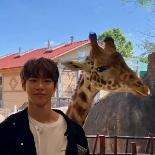 🦒 emoji kim doyoung Telegram sticker 5 of 119