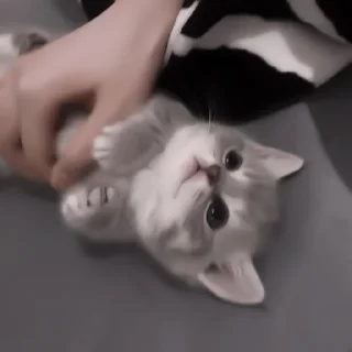 Sticker from коты от пидоров|@bfueocuzoxjduco