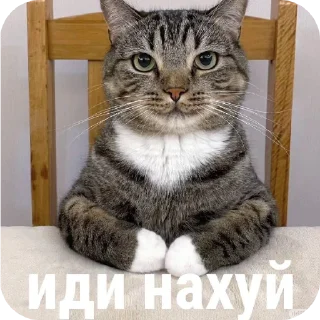 🐱 emoji Хз Telegram sticker 22 of 69