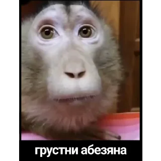 🐵 emoji Стикерпак для дз Telegram sticker 9 of 11