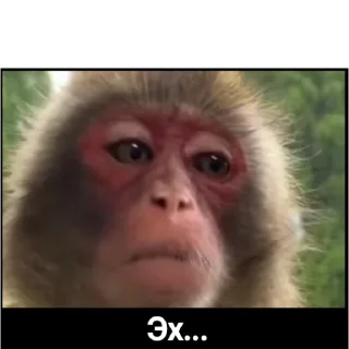🐵 emoji Стикерпак для дз Telegram sticker 8 of 11