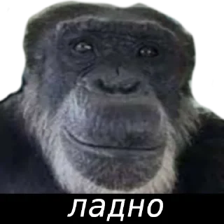 Sticker from Стикерпак для дз