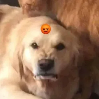 😡 emoji Файні звірятка 2 (by @gendalfs_titties) Telegram sticker 19 of 81